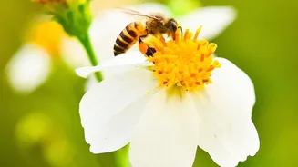 The New Chhattisgarh Pollen Study: Lake Sediments, Pollen Records and Long-Term Climate Clues Define Ancient Monsoon Research
