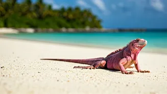 Discover Bitter Guana Cay: Home to the Bahamas' Rare Pink Iguanas & Pristine Beaches