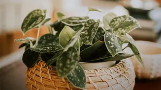 Use Leaf Checks And Soil And Pot Checks To Shape Plans For New Houseplant Quarantine