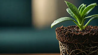 Prevent Root Rot: Save Indoor Plants From Rains