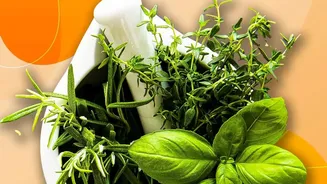 How To Grow Fresh Cooking Herbs On Small Apartment Balconies Today