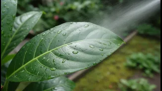 How To Emulsify Neem Oil Correctly To Eliminate Monsoon Garden Pests Without Leaf Scorches