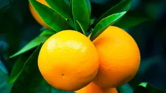 Why Squeezing Vitamin C Citrus On Leafy Greens Doubles Your Body Plant Based Iron Absorption