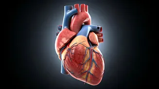 Unveiling Heart Health: Exercise Timing for Maximum Benefits