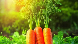 How Soundwave Vibrations Protect Organic Vegetables On City Farms Easily