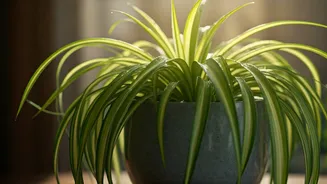 Spider Plants Are Winning Safe Plant Lists