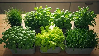 Countertop Greens Are Perfect For Urban Plant Parents