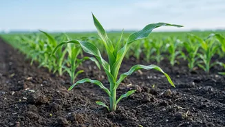 How Generative AI Is Entering the Fight Against Crop Disease