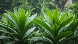 Pruning Keeps Monsoon Plants From Turning Chaotic