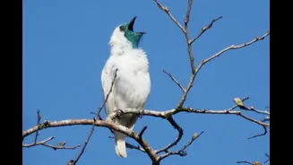 Cientistas descobrem aves mais barulhentas do mundo (e elas são brasileiras)