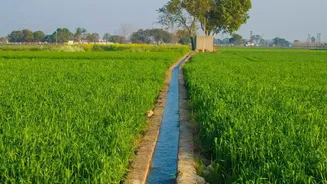 Rainfall Weakening Could Put Kharif Crops Under Pressure