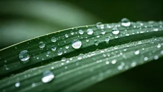 Healthy Rain Diet Becomes Popular