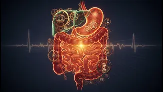 Why gut health stabilization requires moving largest meal to active midday hours