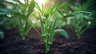 Bhindi Planting Is Having A Rainy-Season Moment