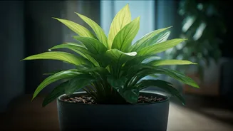 Shield Your Indoor Greens: 5 Essential Tips to Combat Temperature Swings
