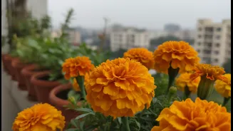 Marigolds Are The City Gardener's Bright Hack