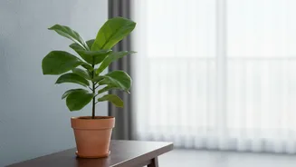 Check Leaf Checks Before Making A Decision About New Houseplant Quarantine