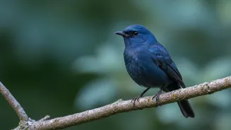 Machine Learning Finds Shared Structures in 3,160 Passerine Bird Species