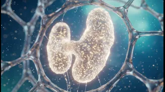 As Scientists Reassess The Adult Thymus, Watch Future Healthy-Ageing Research Closely