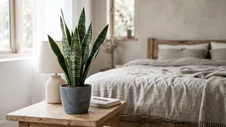 The health benefits of keeping indoor air-purifying house plants like Snake Plants in small bedrooms