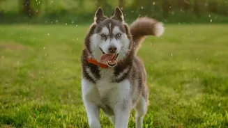 Simple Changes To Your Dog's Rainy-Day Walk Could Help Lower Infection Risks