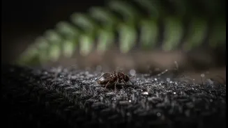 Why High Monsoon Humidity Multiplies Flea Risks For Indoor Cats And Dogs Today
