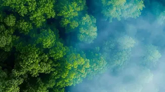 Scientists Explore The Hidden Forest Effects Of India's Changing Monsoon