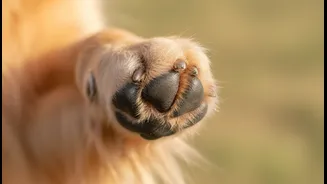 Why Inadequate Post-Walk Fur Care Triggers Expensive Veterinary Infection Management Interventions