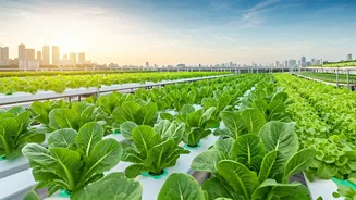 Become Certified Hydroponic System Designer For Commercial Roofs