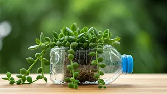 Propagate Low Maintenance Trailing Jade Plants In Recycled Bottles
