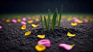 First Rain, Then Flowers