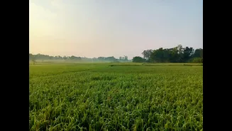 Frost Risk in Indian States: Protection Measures for Crops