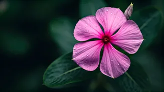 Unlocking Hair Growth: The Power of Sadabahar (Periwinkle)