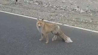 Injured Red Fox Roams Roadside Near Pangong Tso, Internet Reacts | Watch Video