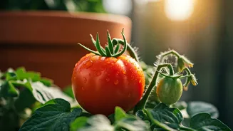 Urban Gardening Made Simple: Fresh Organic Tomatoes On Tiny Budget