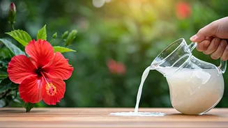 Feed Diluted Rice Water To Hibiscus For Instant Flower Blooms