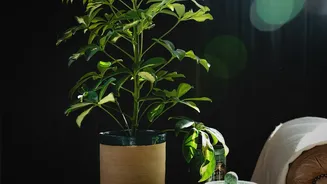 The Best Apartment Plants For Humid Weather And Busy Lifestyles