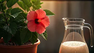 Diluted Rice Water Is Secret Solution For Balcony Hibiscus