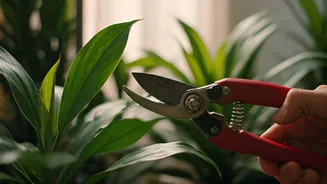 Plant Parents, Your June Pruning Reminder Is Here