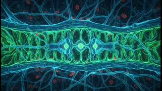How microscopic gatekeepers maintain cellular stability inside human nervous system zones