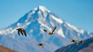 5 Winter Migrants to Spot: A Birdwatcher's Paradise in India!