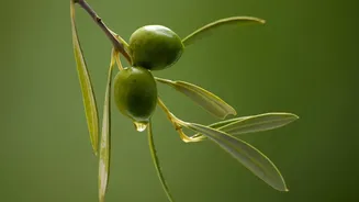 Thar Desert becomes olive hub