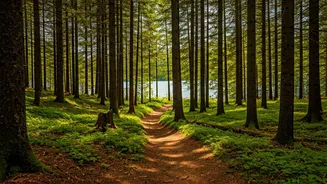 Hiawatha's Hidden Trails: A Forest Adventure