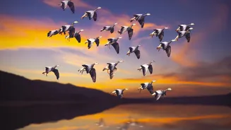 Migratory Birds Lose Vital Resting Grounds During Their Long Journeys