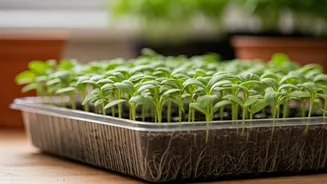 Clean seedling trays to save plants