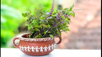 Herbs That Help Delay Skin Aging