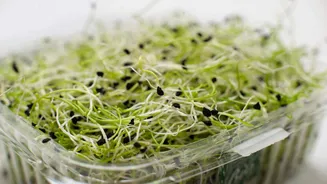 Why alfalfa sprouts are the perfect healthy snack
