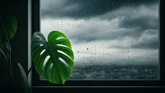 Protect Indoor Plants From Heavy July Rain Damage