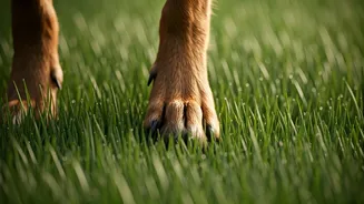 Protecting Paws: Why Wet Grass Triggers Severe Dog Infections