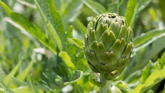 Artichokes: Must-try dishes featuring this Mediterranean vegetable